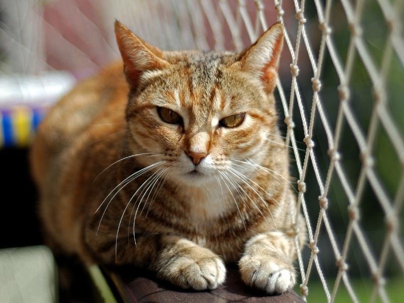Telas de proteção para cobertura em Florianópolis