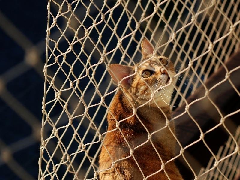 Tela de segurança de alta resistência em São José