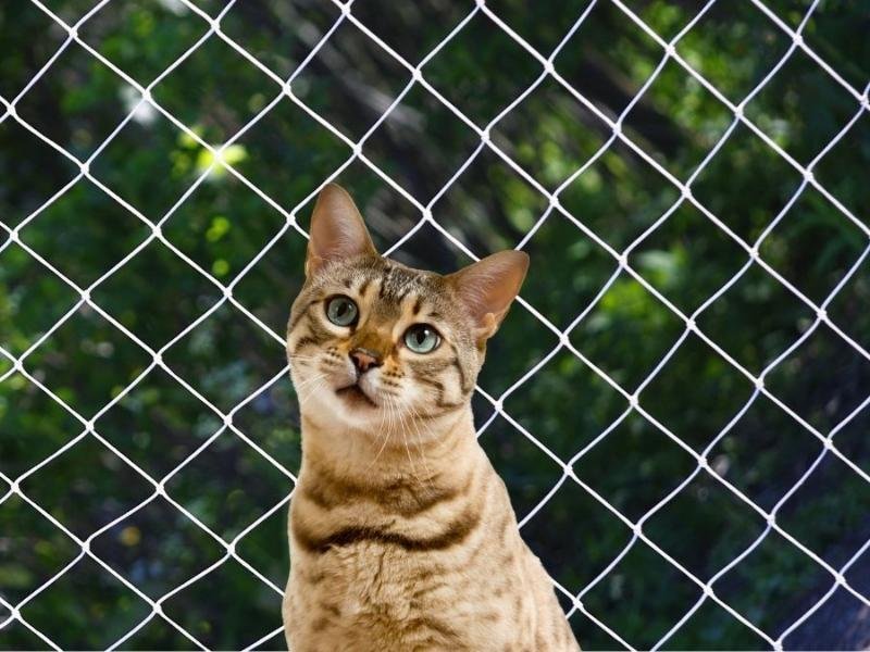 Telas de segurança para Gatos em Florianópolis
