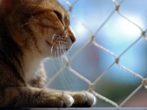 Telas de proteção para pets em Florianópolis