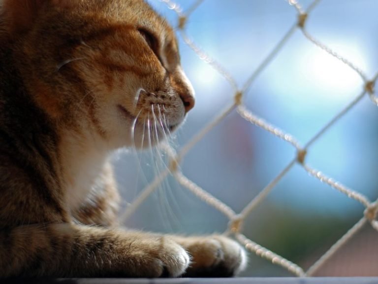 Telas de proteção para pets em Florianópolis