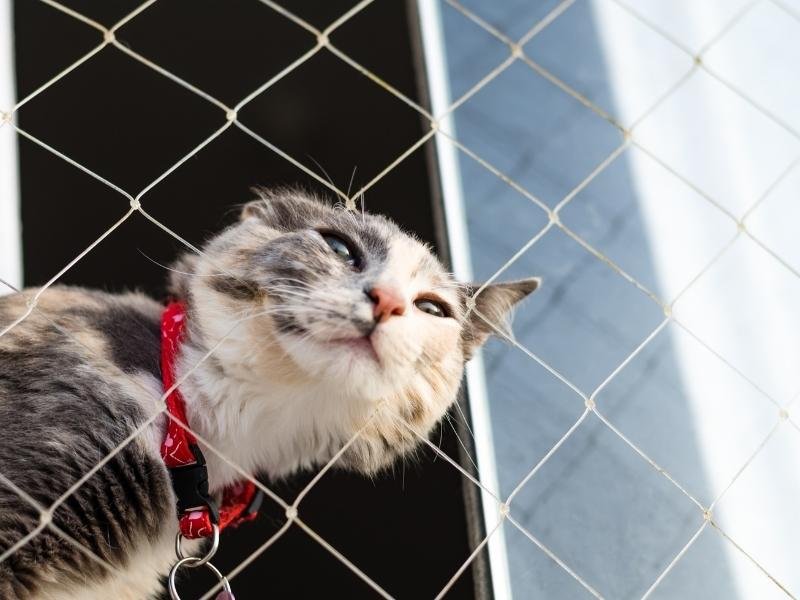 Rede de Proteção para Gatos em Palhoça Rede de Proteção para Gatos em Palhoça